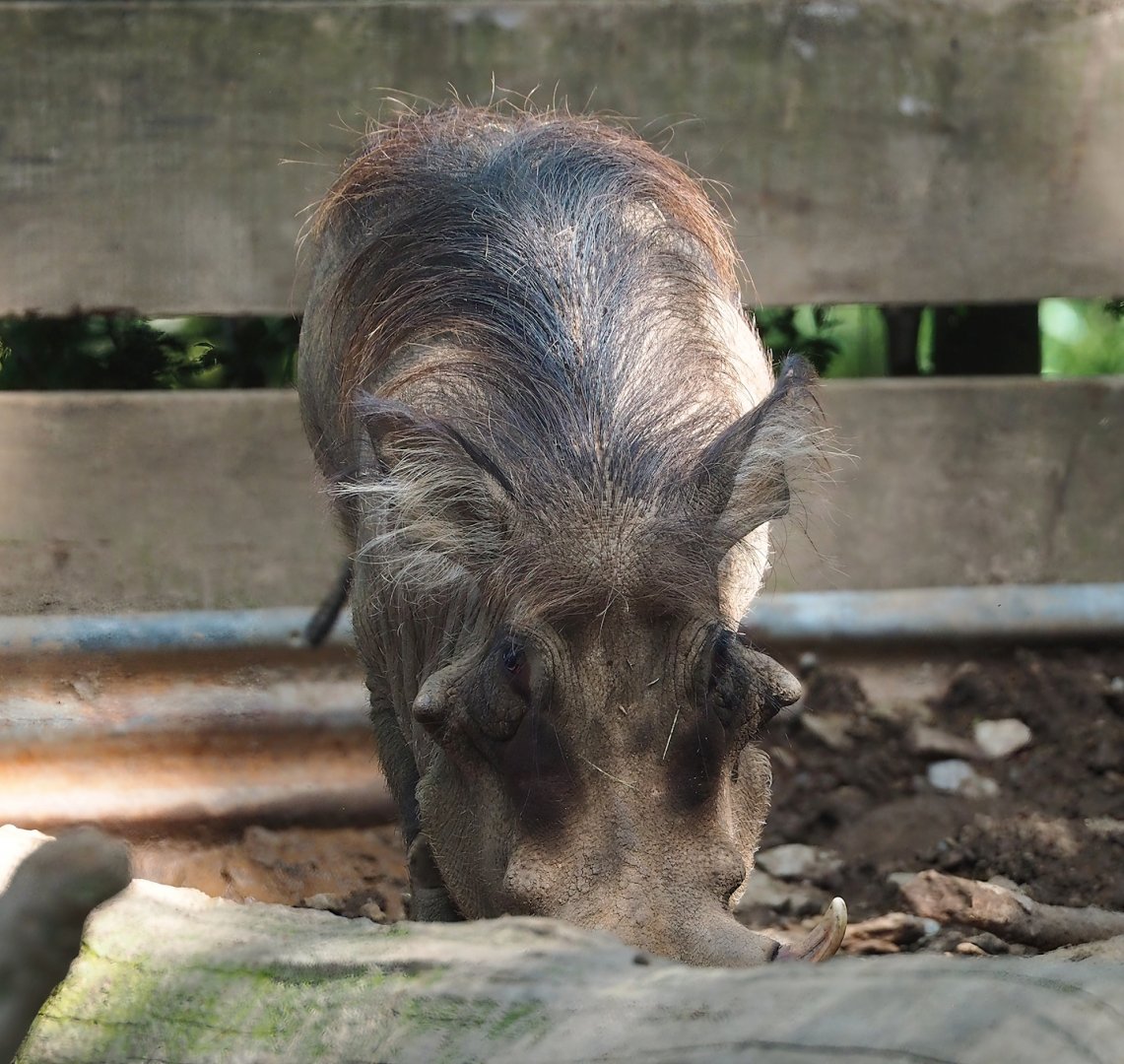 Warthog (Phacochoerus africanus), 2023-06-24