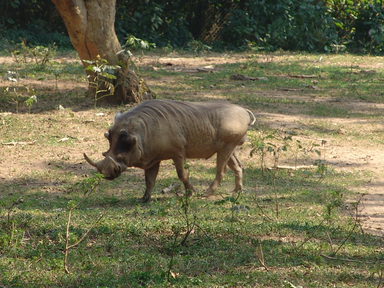 Warthog (Phacochoerus africanus) male