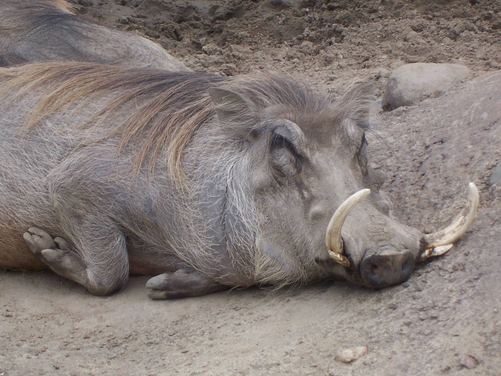 Warthog (Phacochoerus africanus)