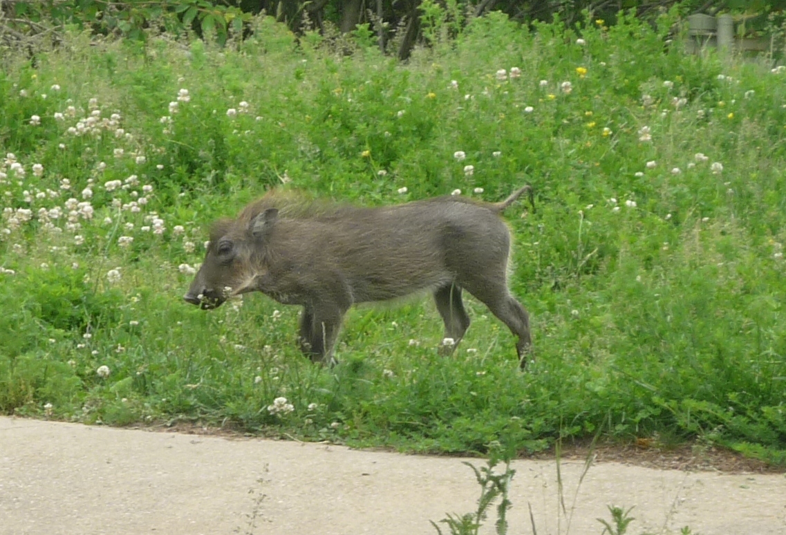Warthog Piglet