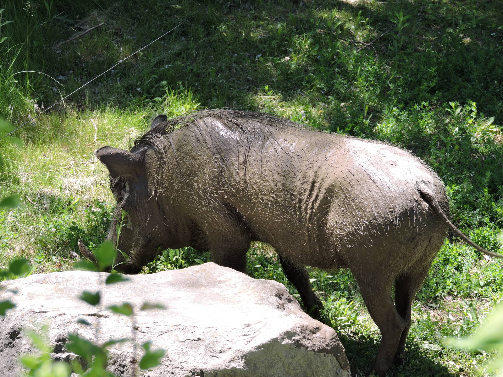 Warthog Piglet