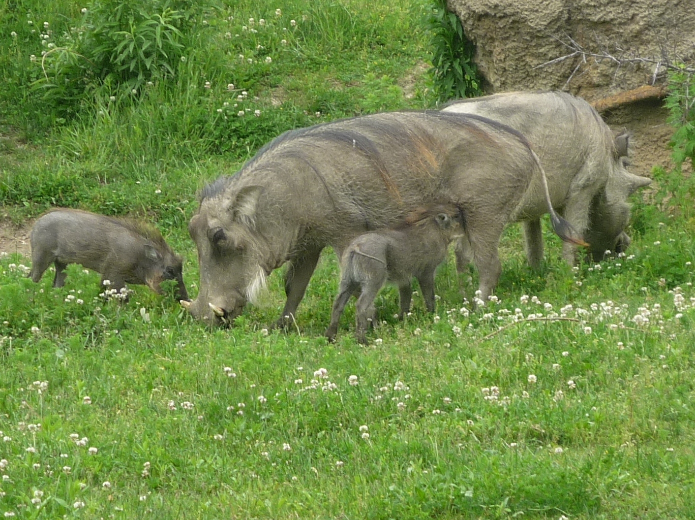 Warthog piglets nursing