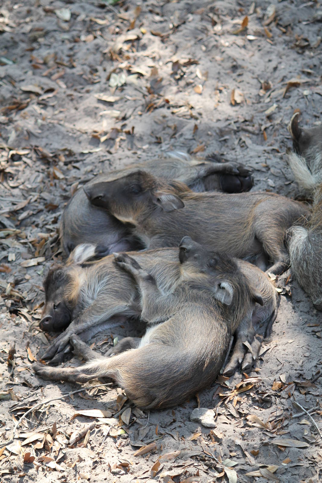 Warthog Piglets