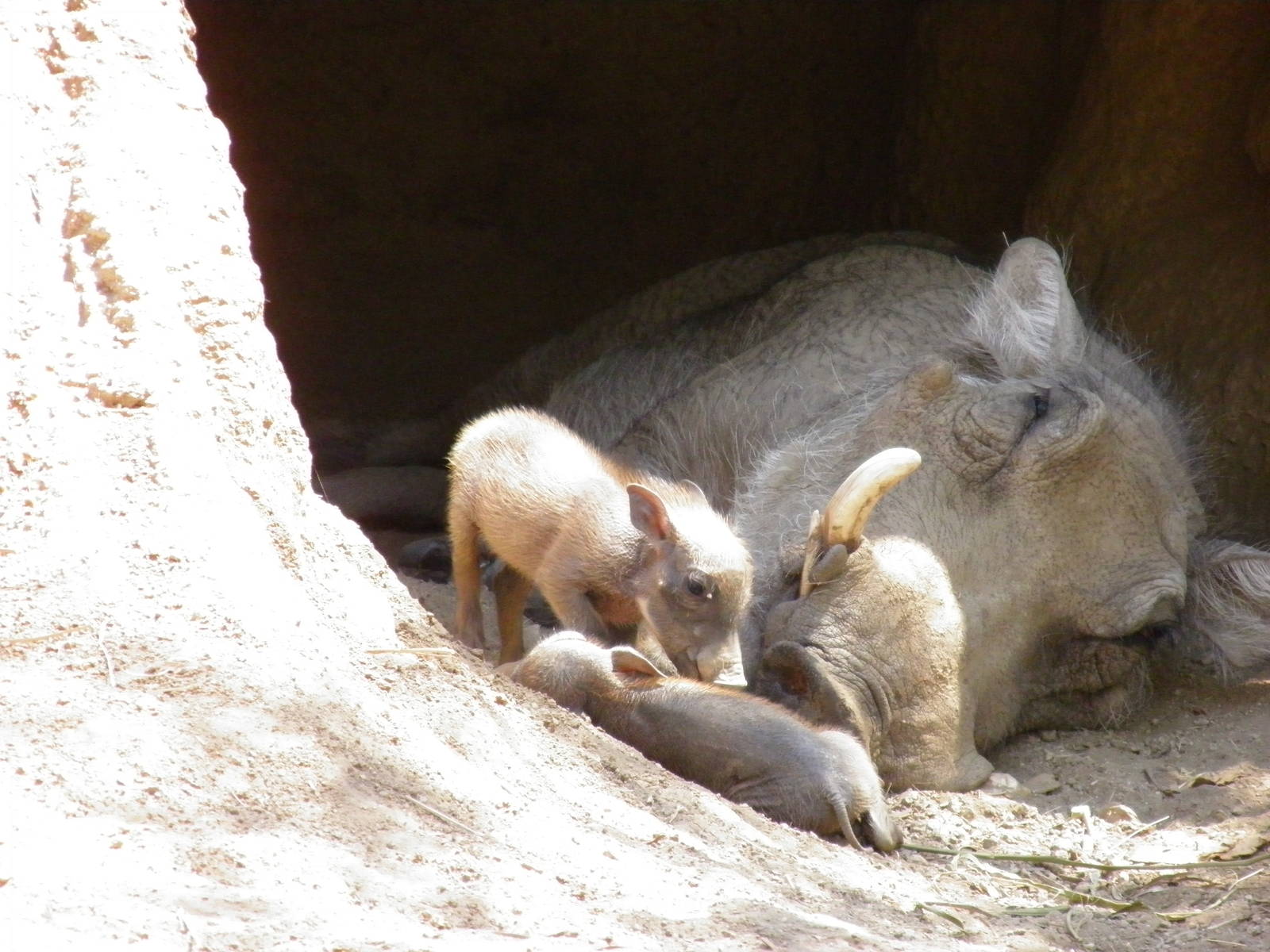 Warthog Piglets