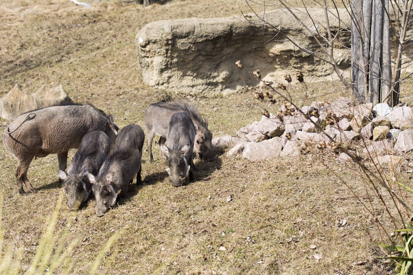 Warthog piglets