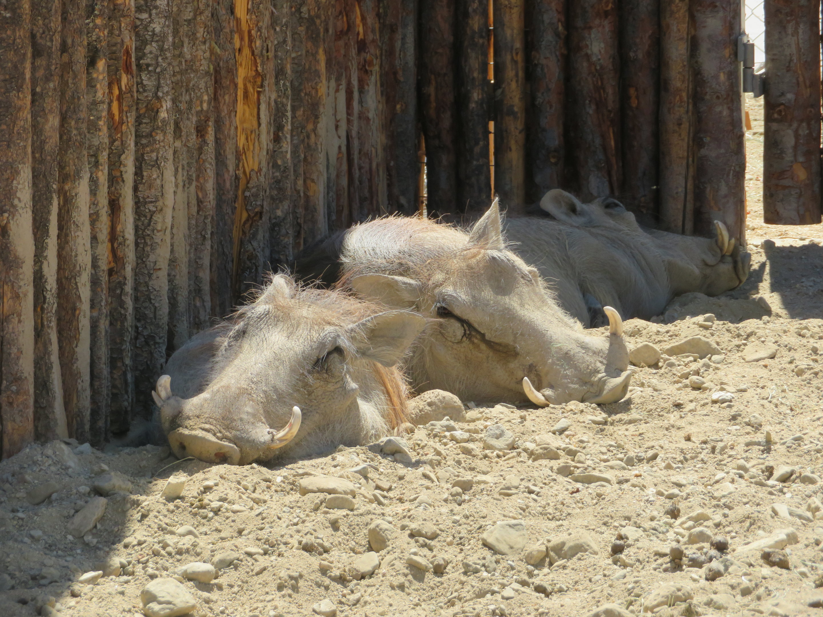 Warthog Pile