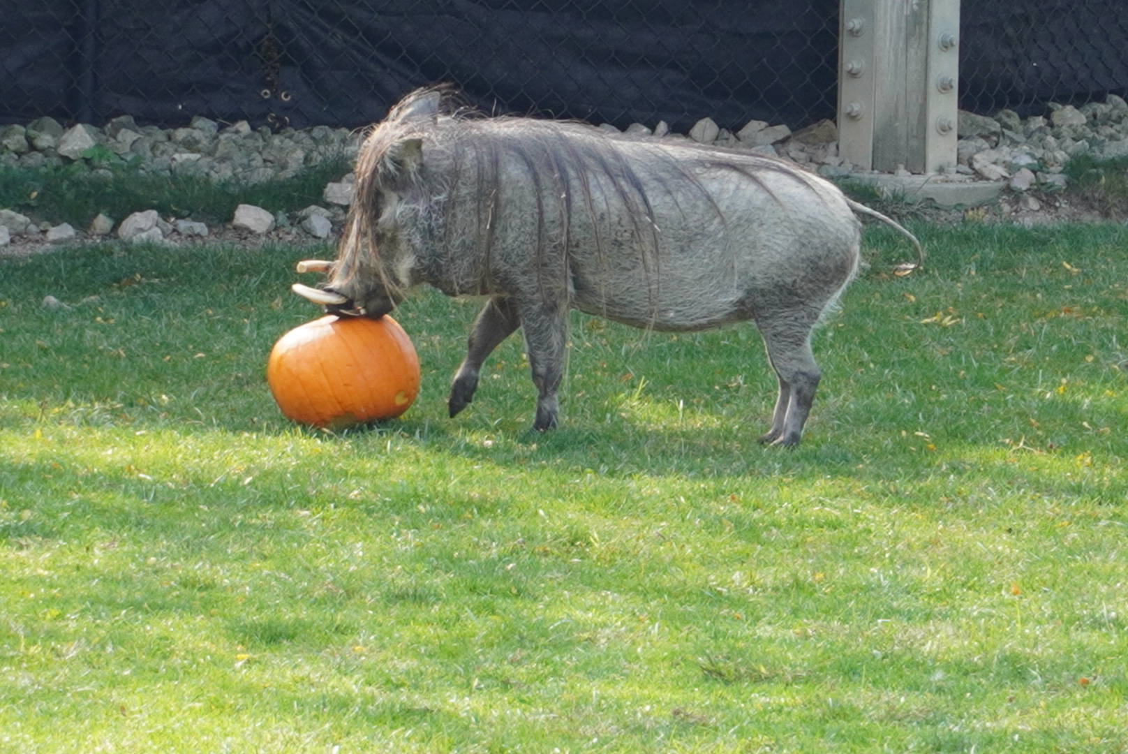 Warthog playing with Pumpkin