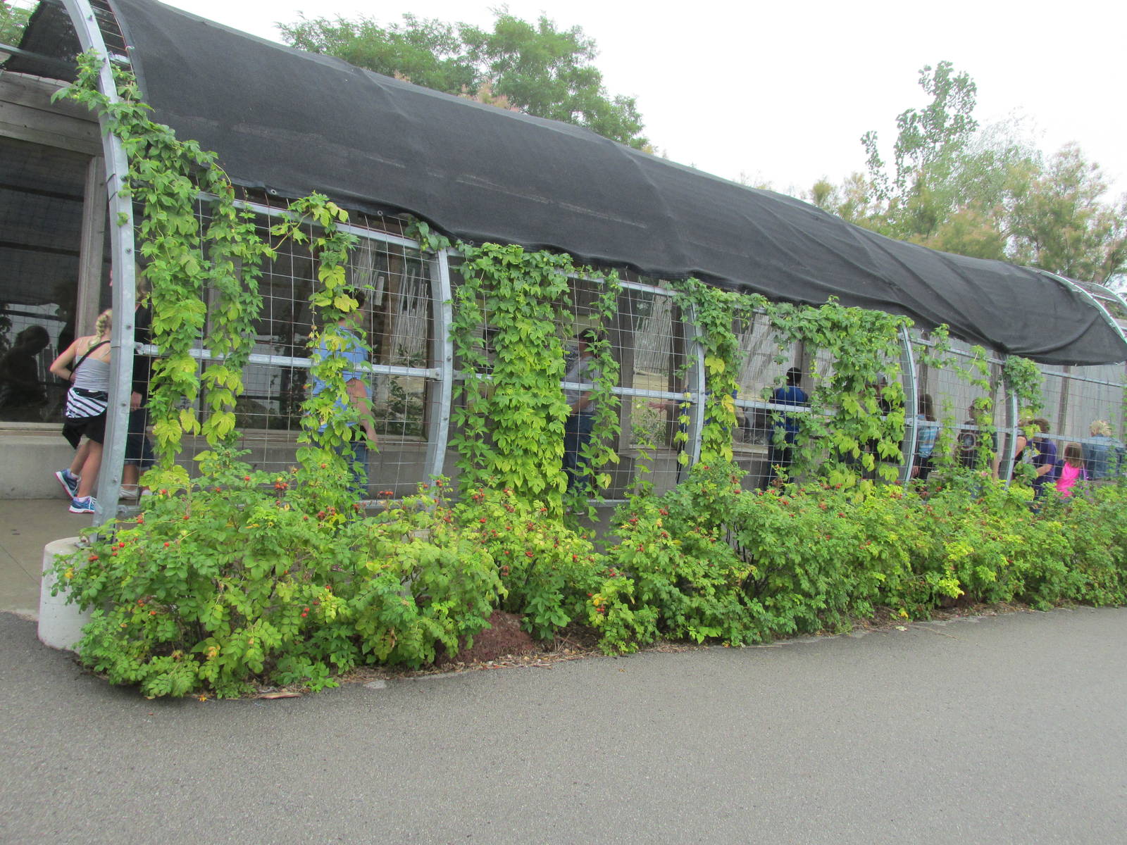 Warthog/Porcupine Exhibit