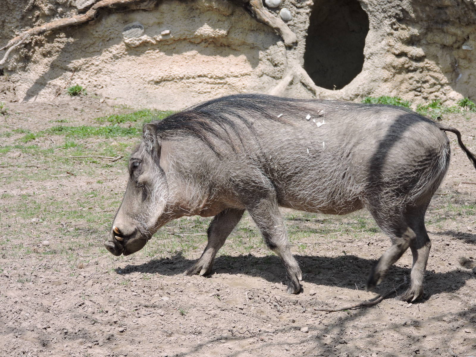 Warthog - Savannah