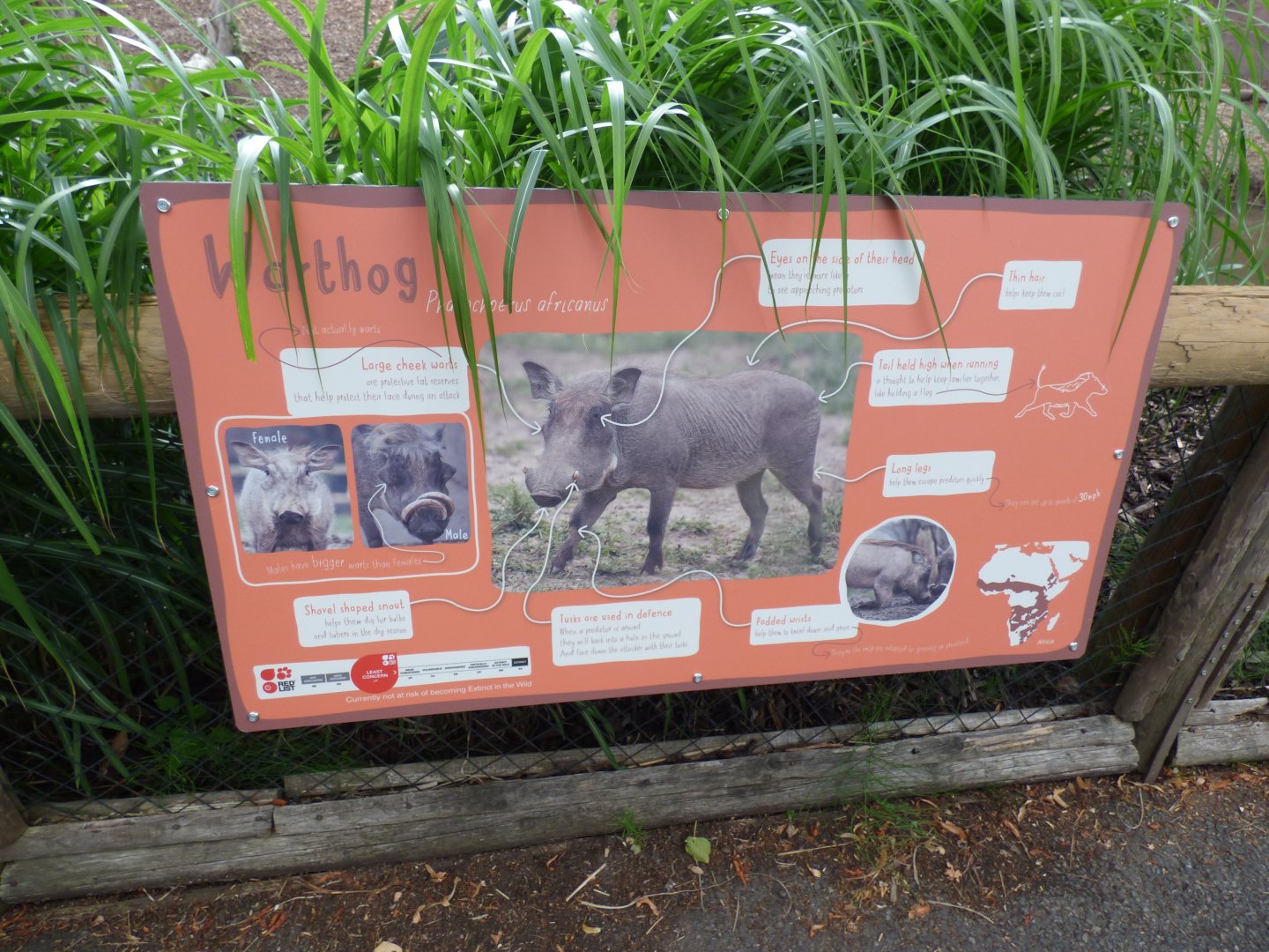 Warthog signage