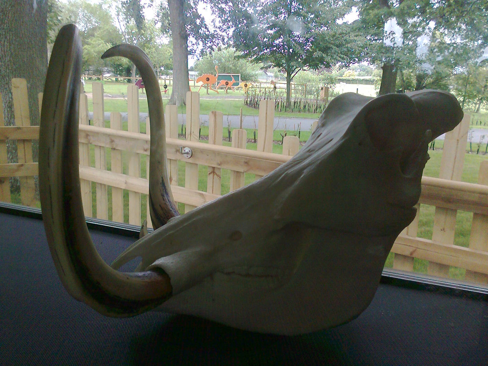 Warthog Skull 2011