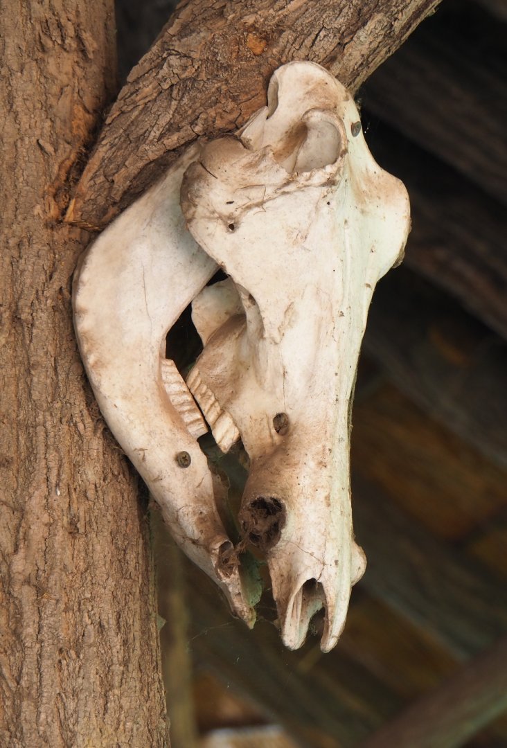 Warthog skull, minus tusks, used as decoration, 2021-09-03