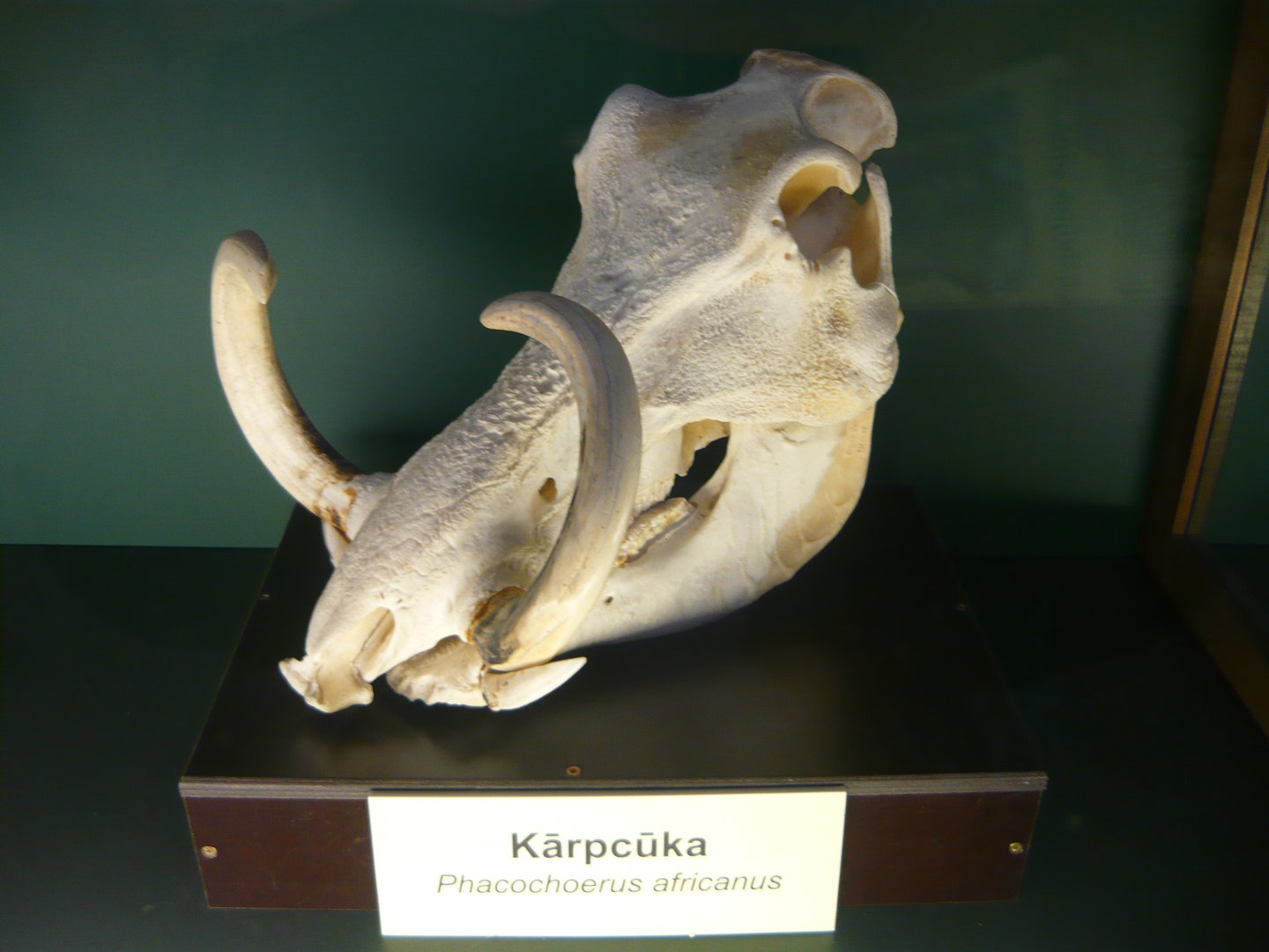 Warthog skull