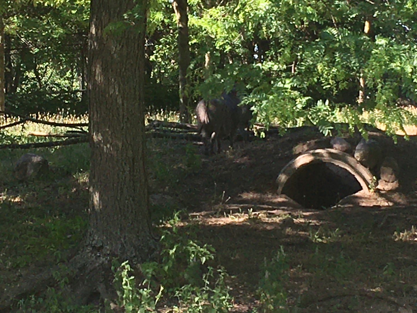 Warthog (sorry if it’s hard to see)