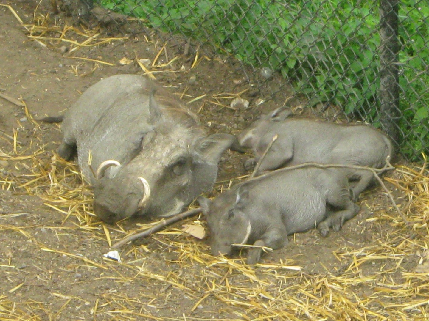 Warthog Sow & Piglets