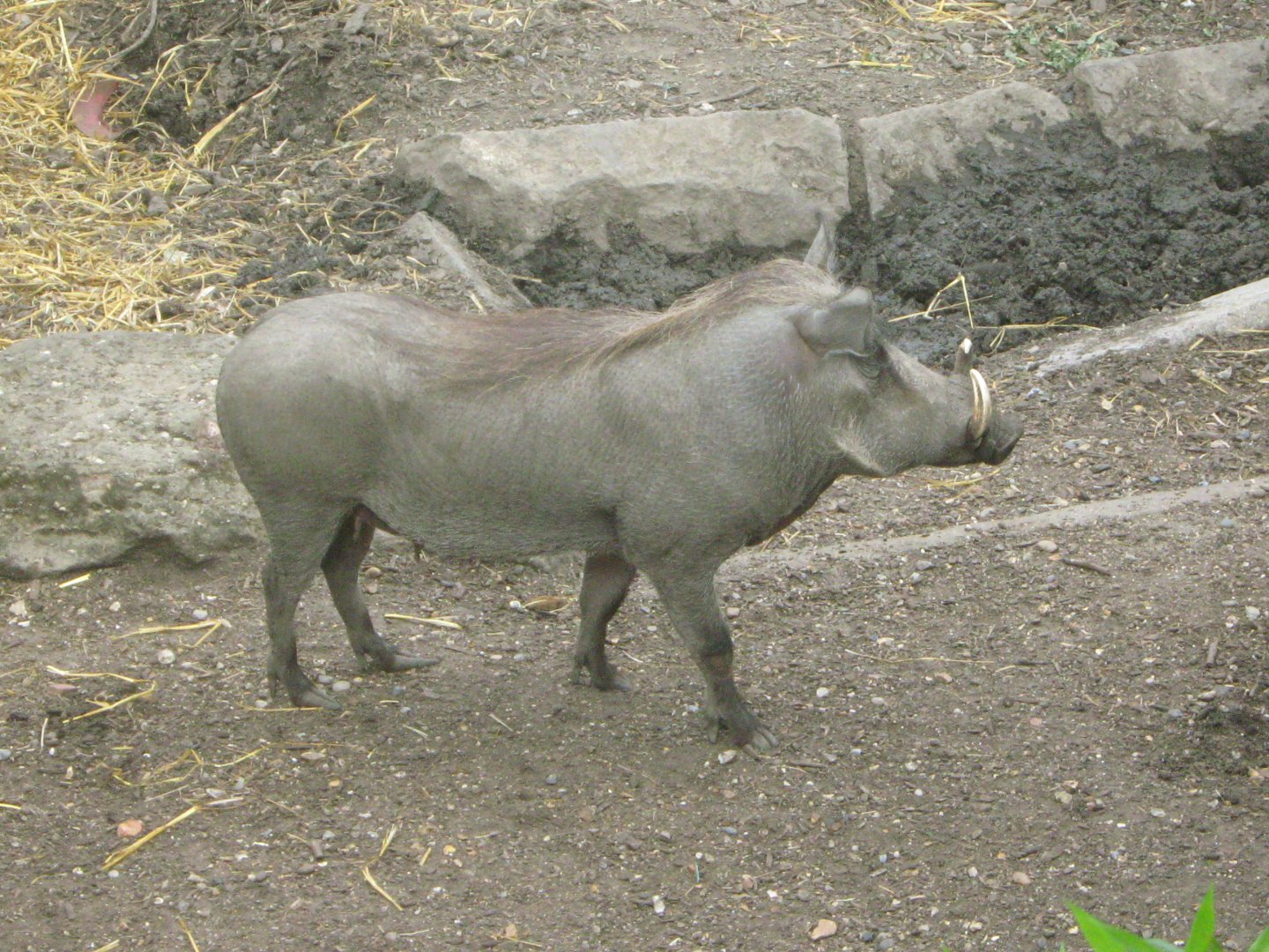 Warthog Sow