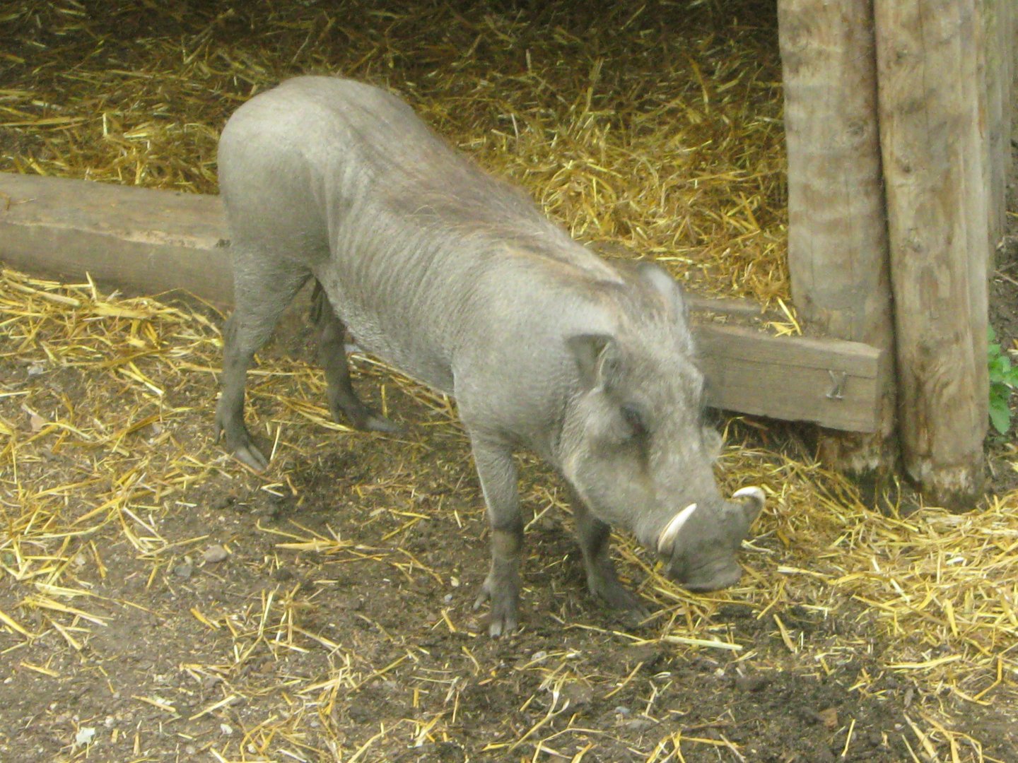 Warthog Sow