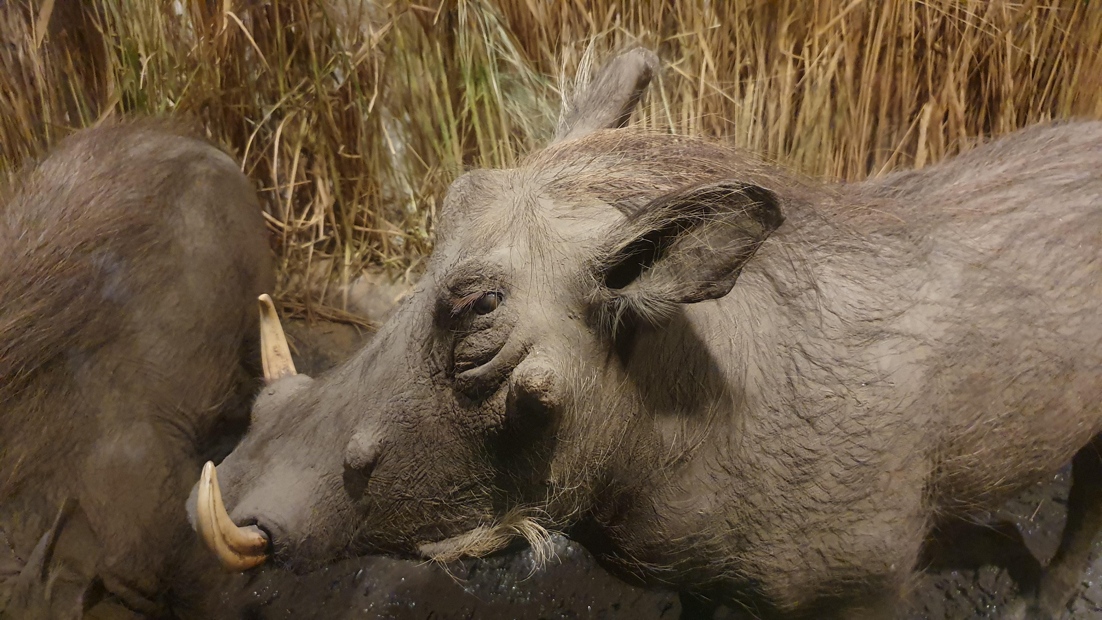 Warthog Taxidermy, Wollaton Hall NHM, 19th July 2021