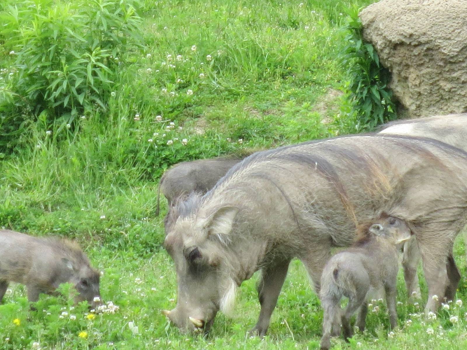 Warthog Triplets