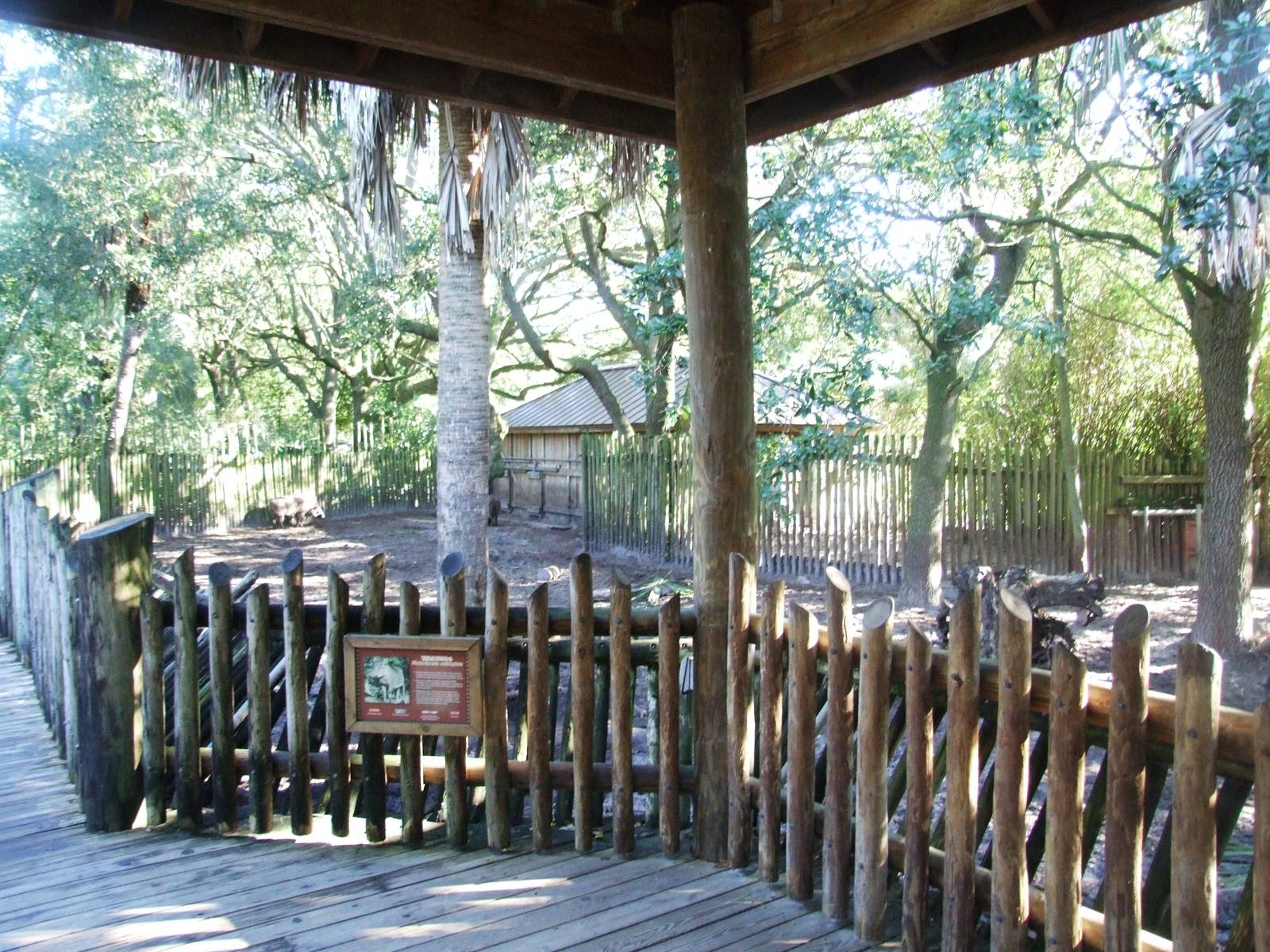 Warthog Viewing at Jacksonville, 10/10/13