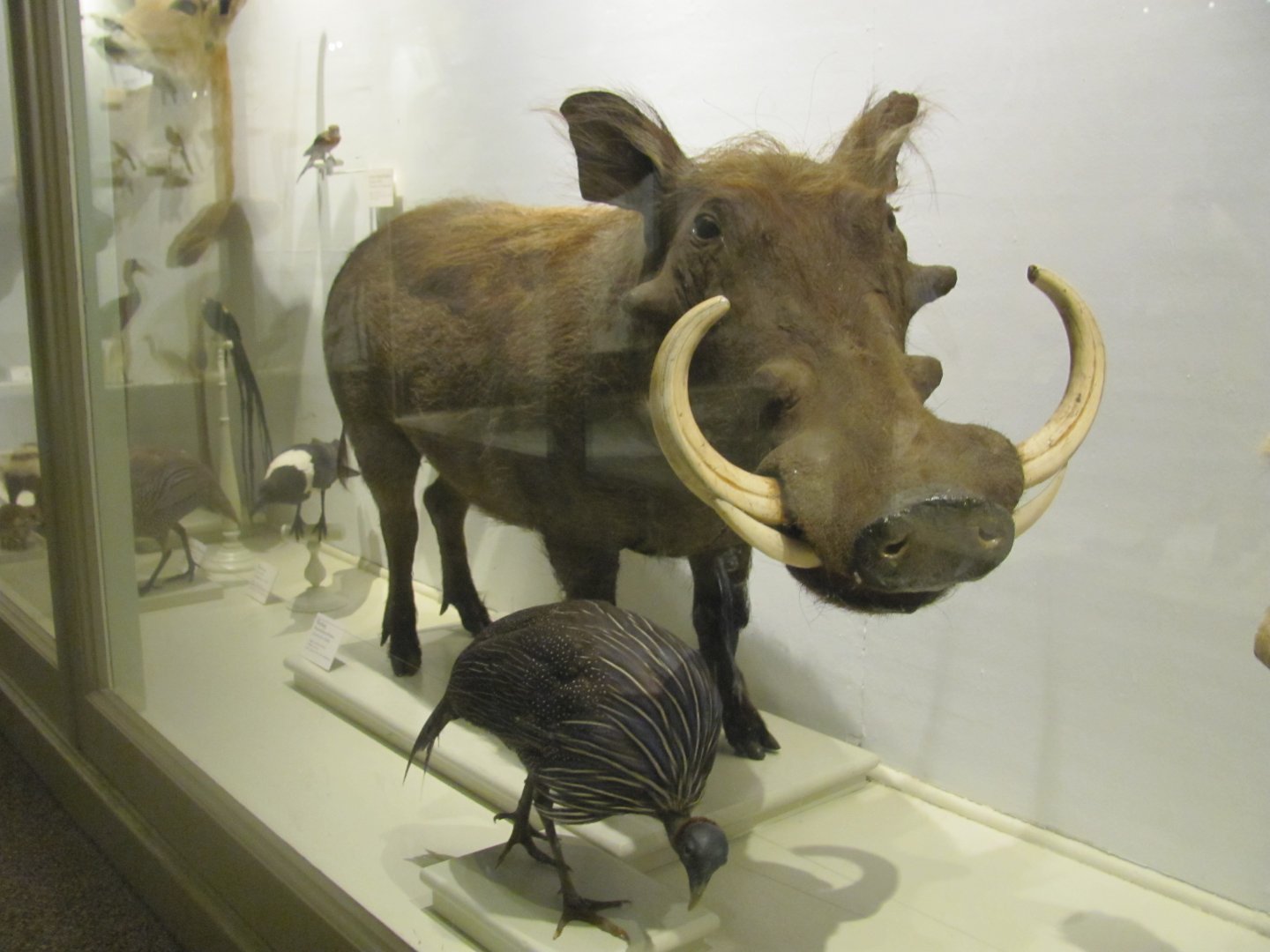 Warthog & Vulturine Guineafowl