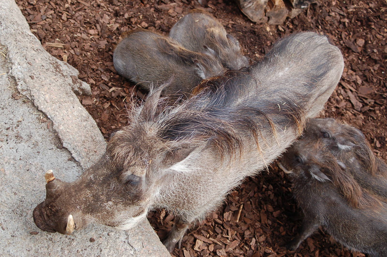 Warthog with four piglets suckling