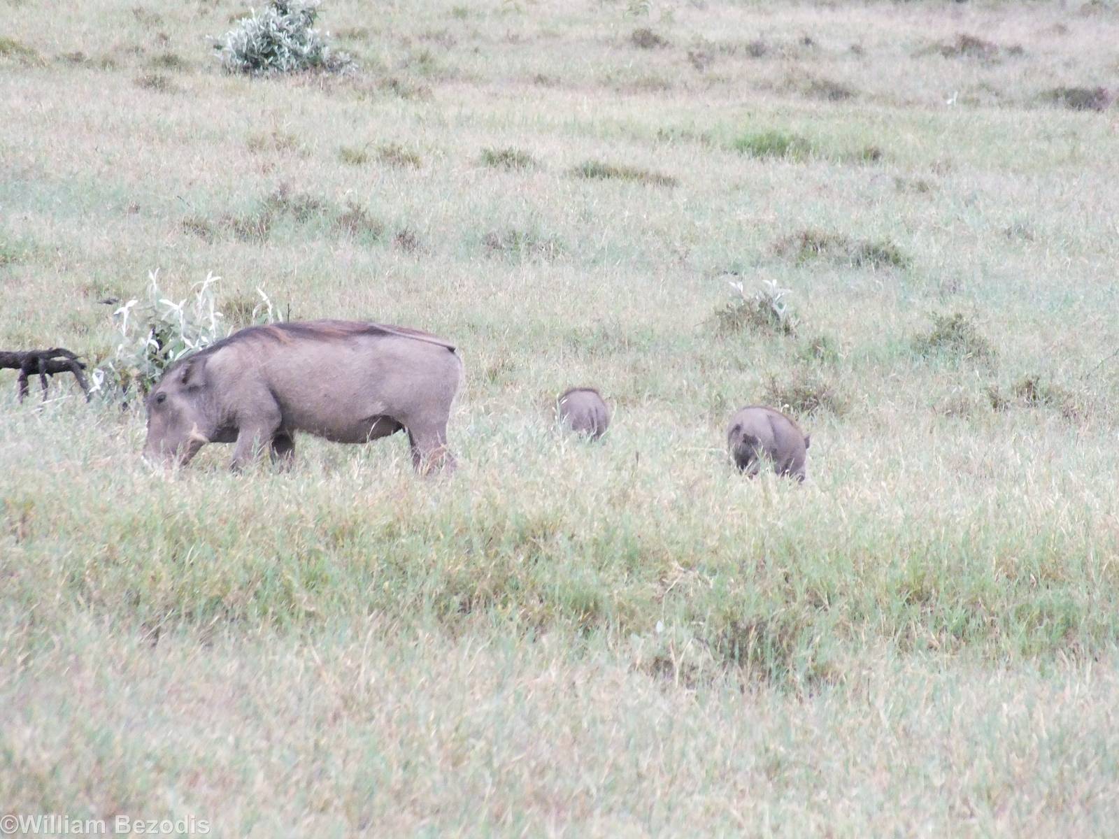 Warthog with Piglets - Hell's Gate National Park