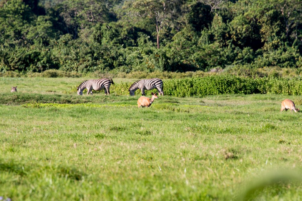 Warthog, Zebra and Bushbuck
