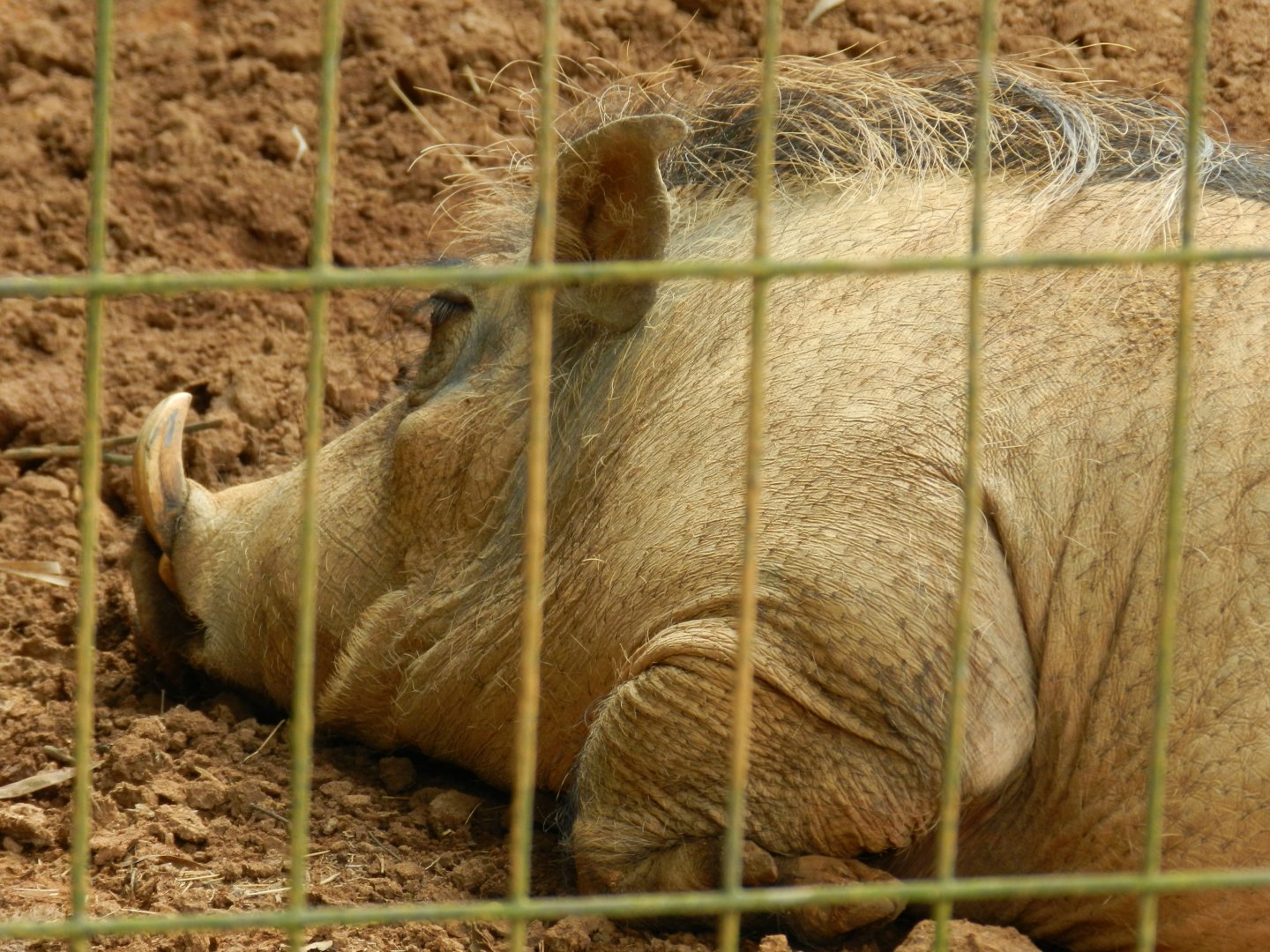 Warthog - Zoo São Paulo
