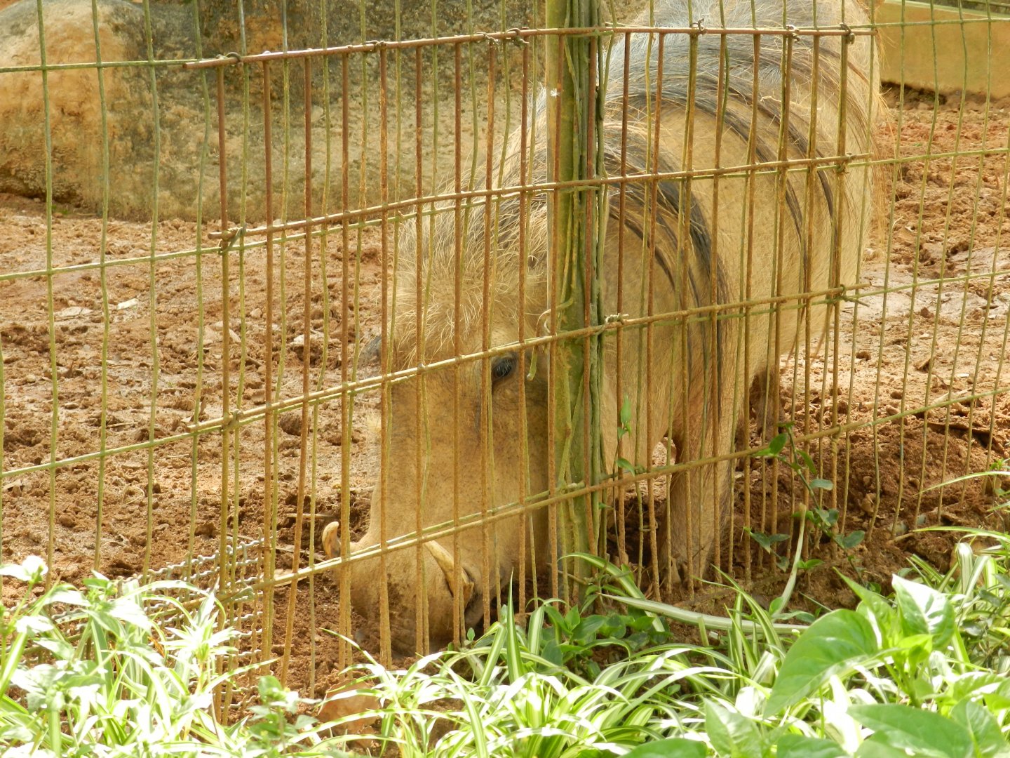 Warthog - Zoo São Paulo
