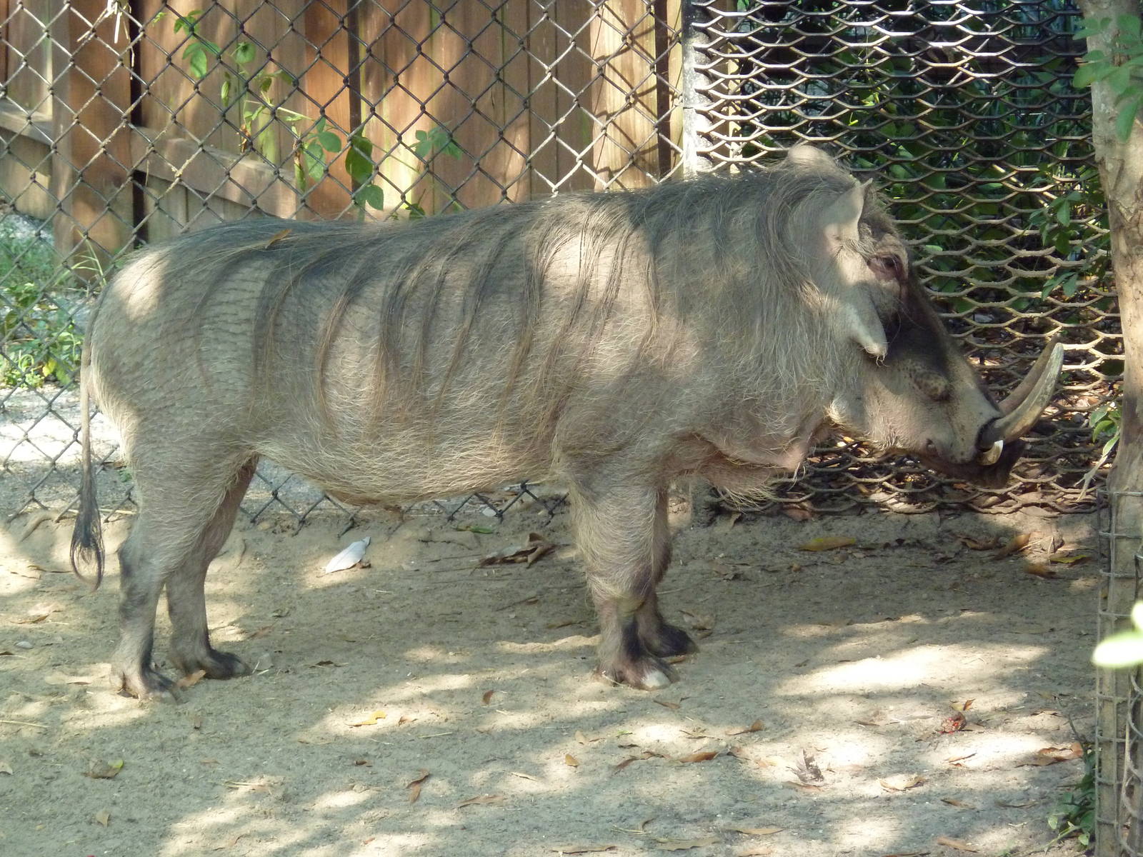 Warthog