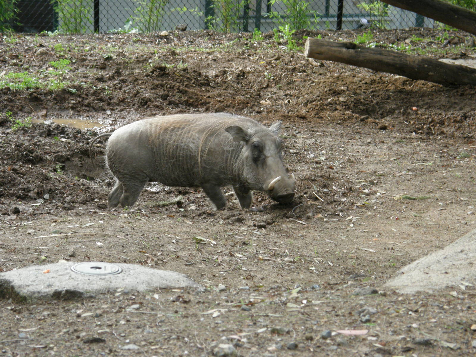 warthog