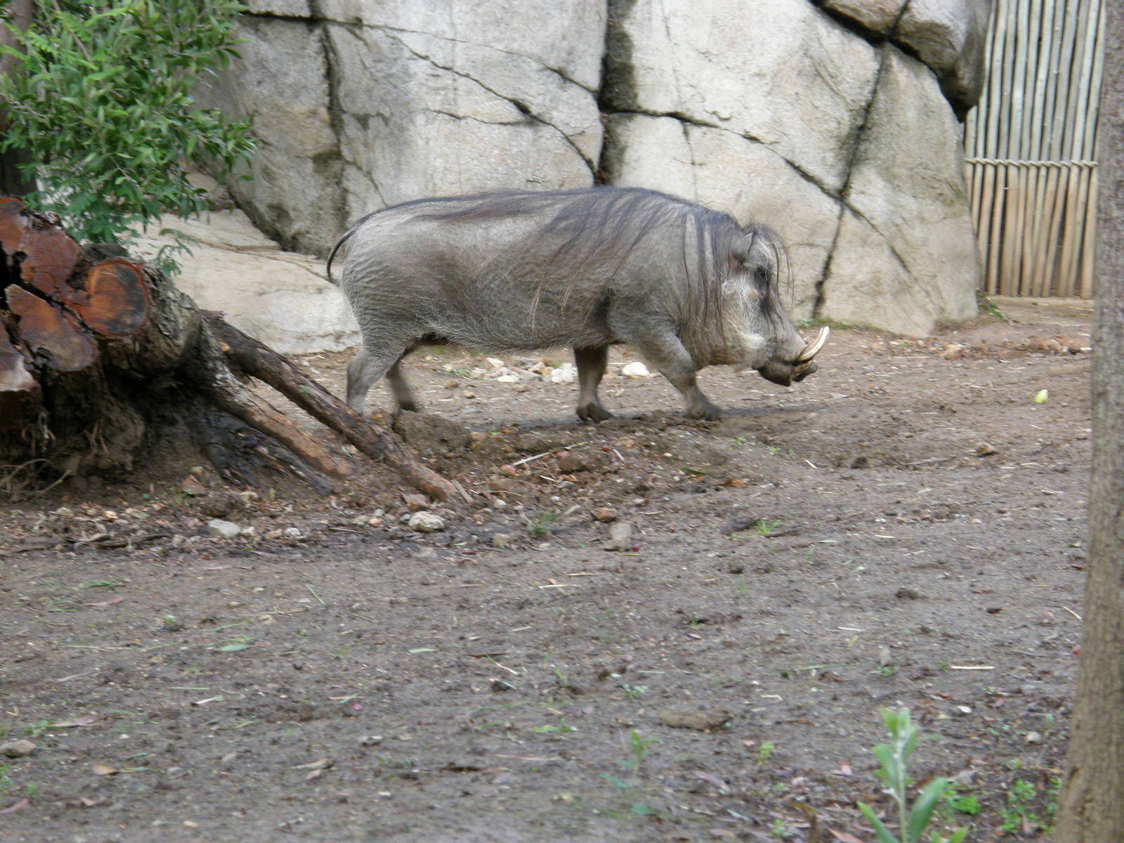 warthog