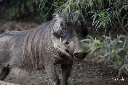 warthog