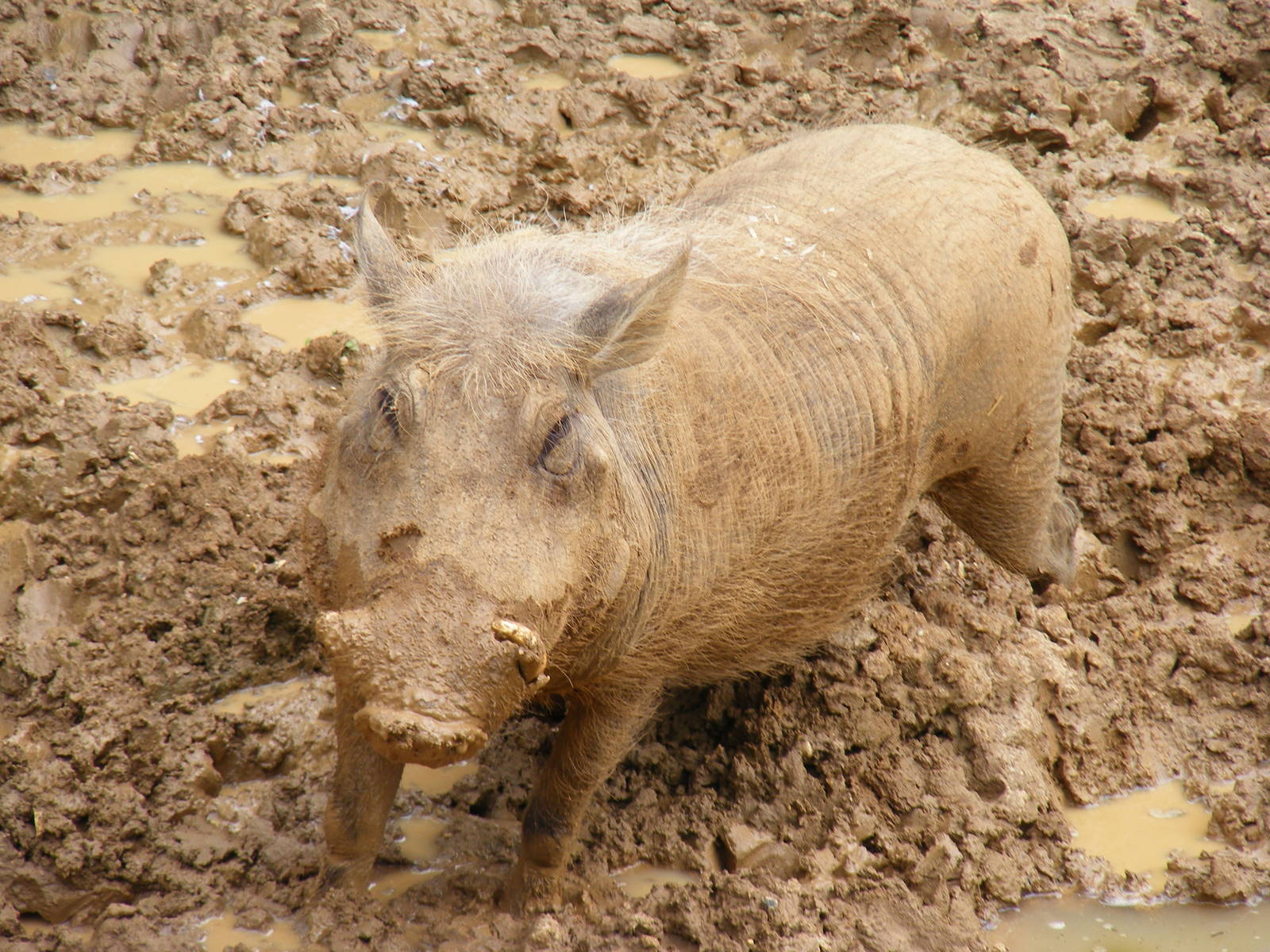 Warthog