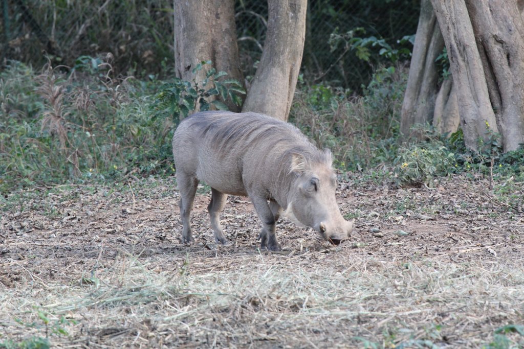 Warthog