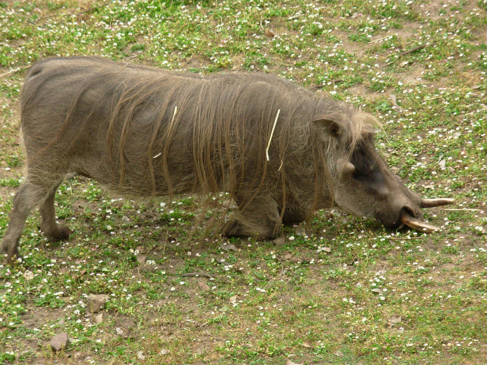 Warthog
