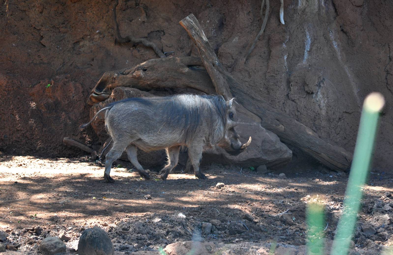 Warthog