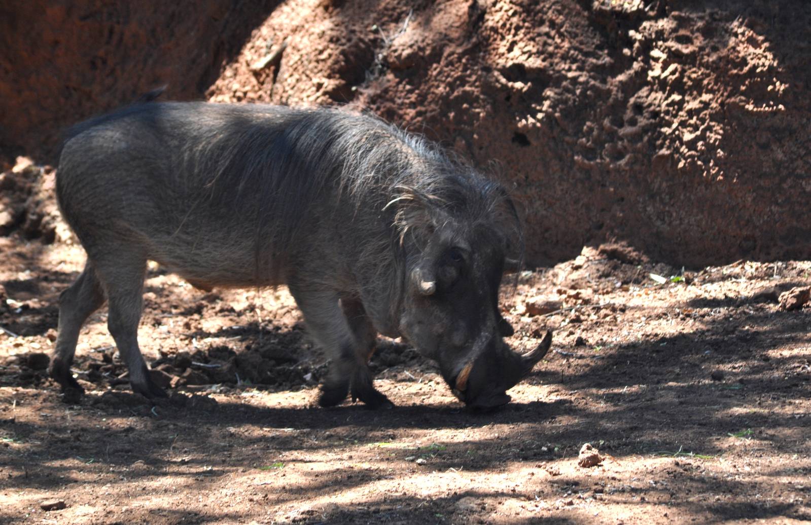 Warthog