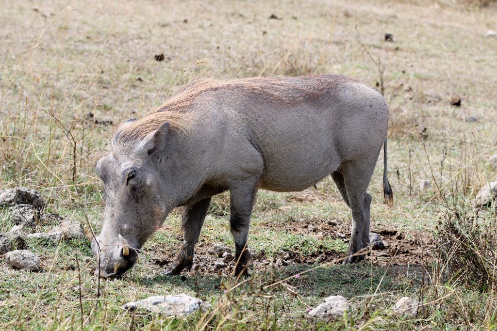 Warthog