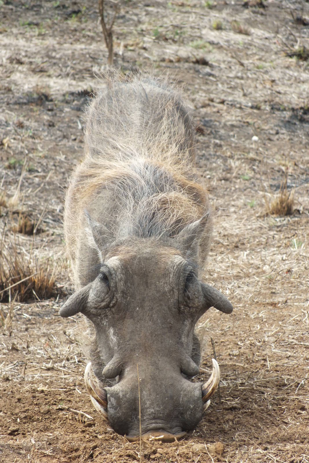 Warthog