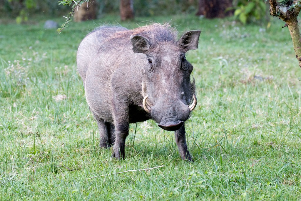 Warthog