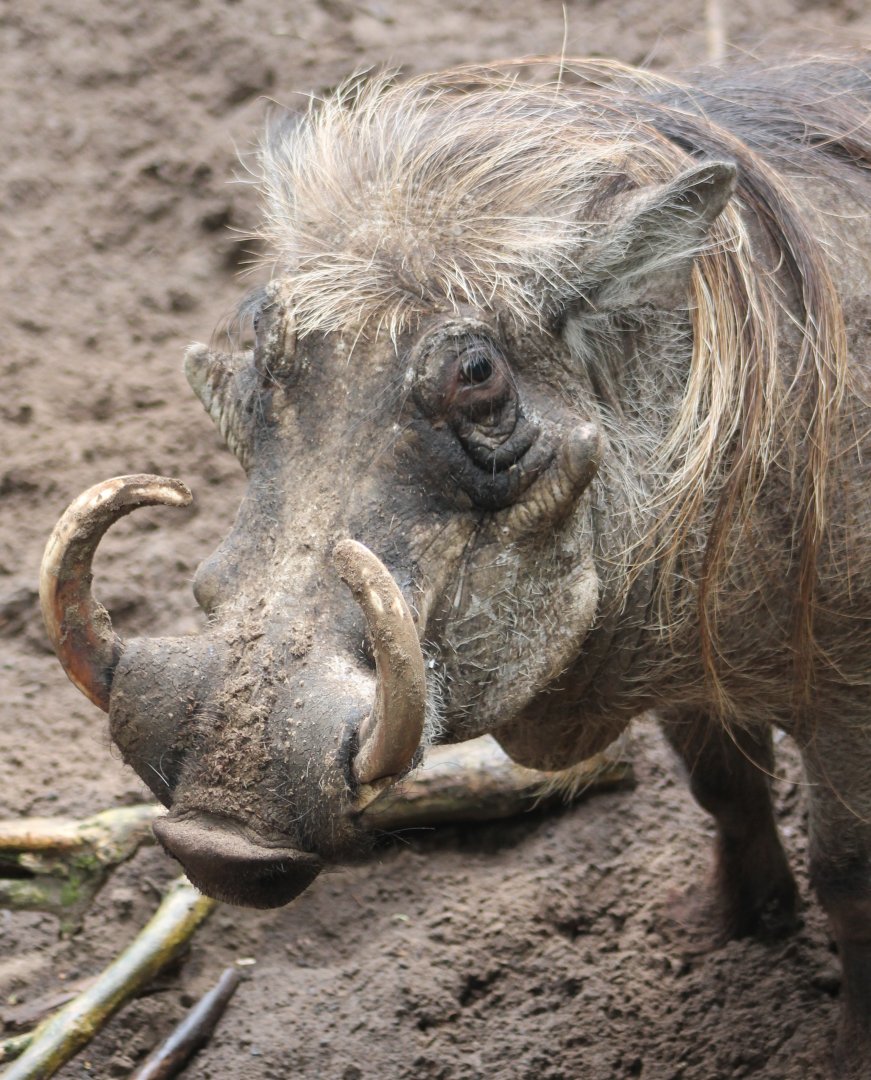 Warthog