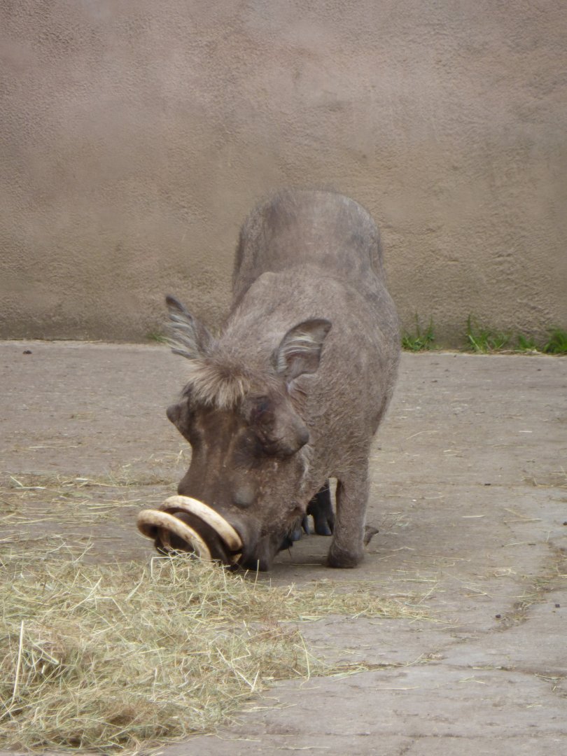 Warthog