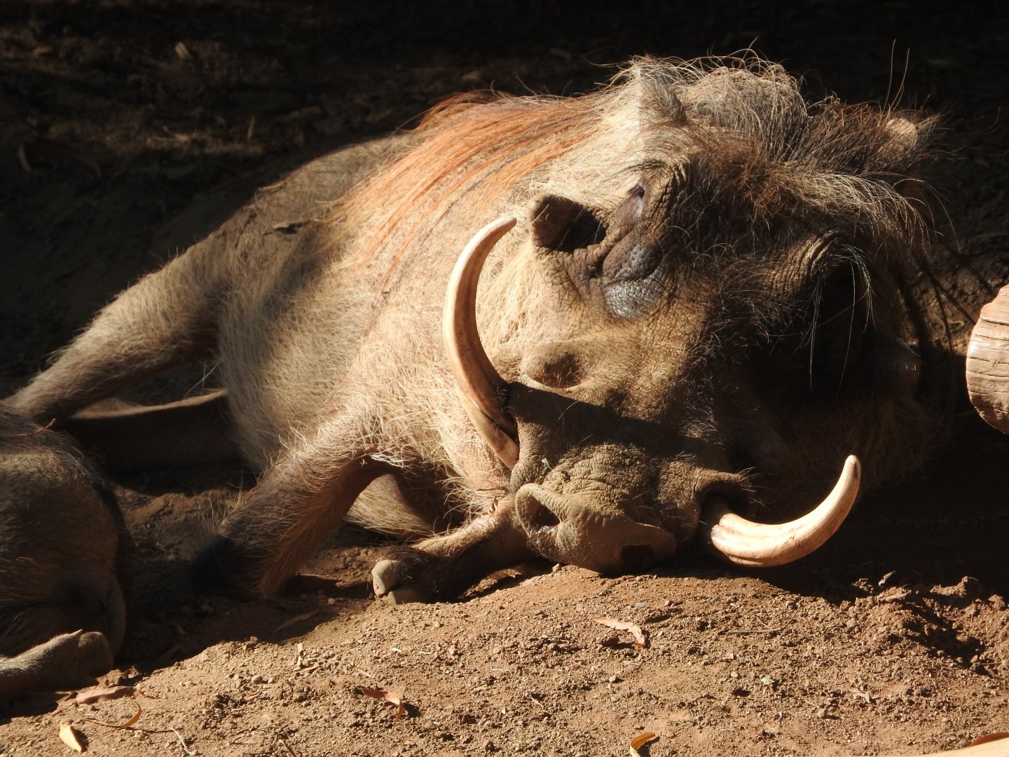 Warthog