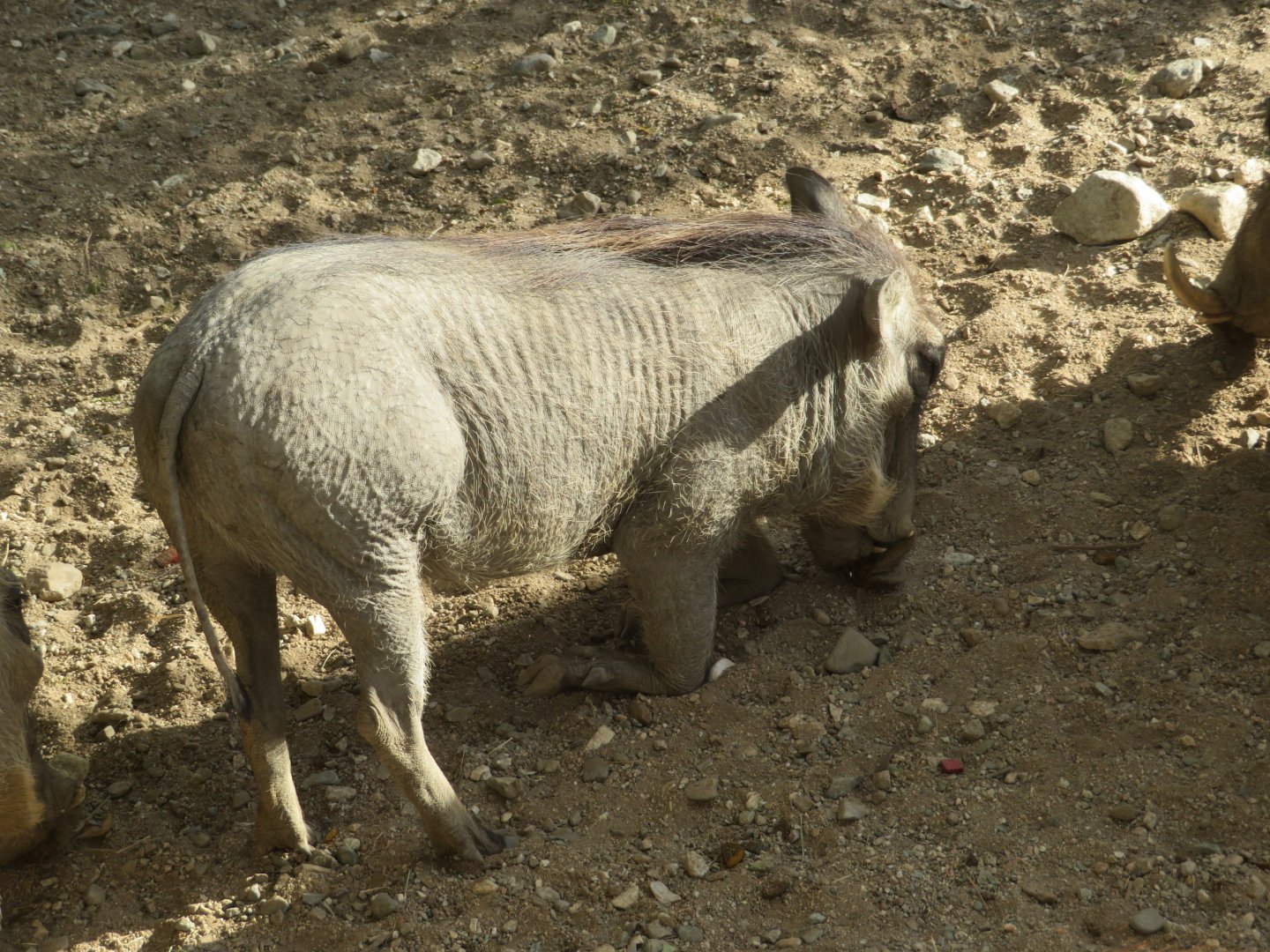 Warthog