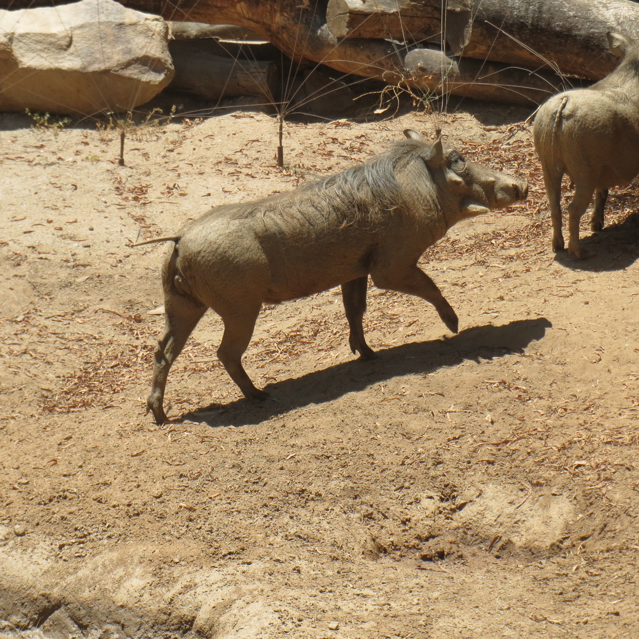 Warthog