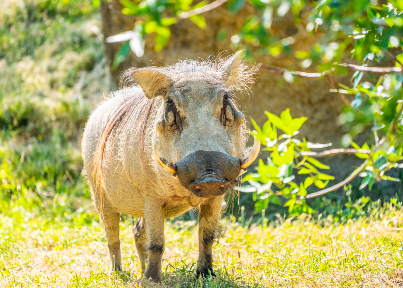 Warthog