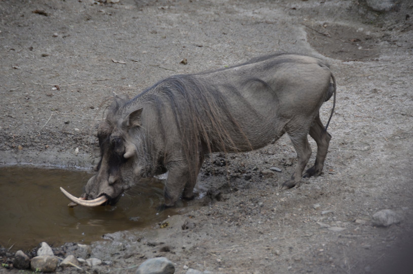 Warthog