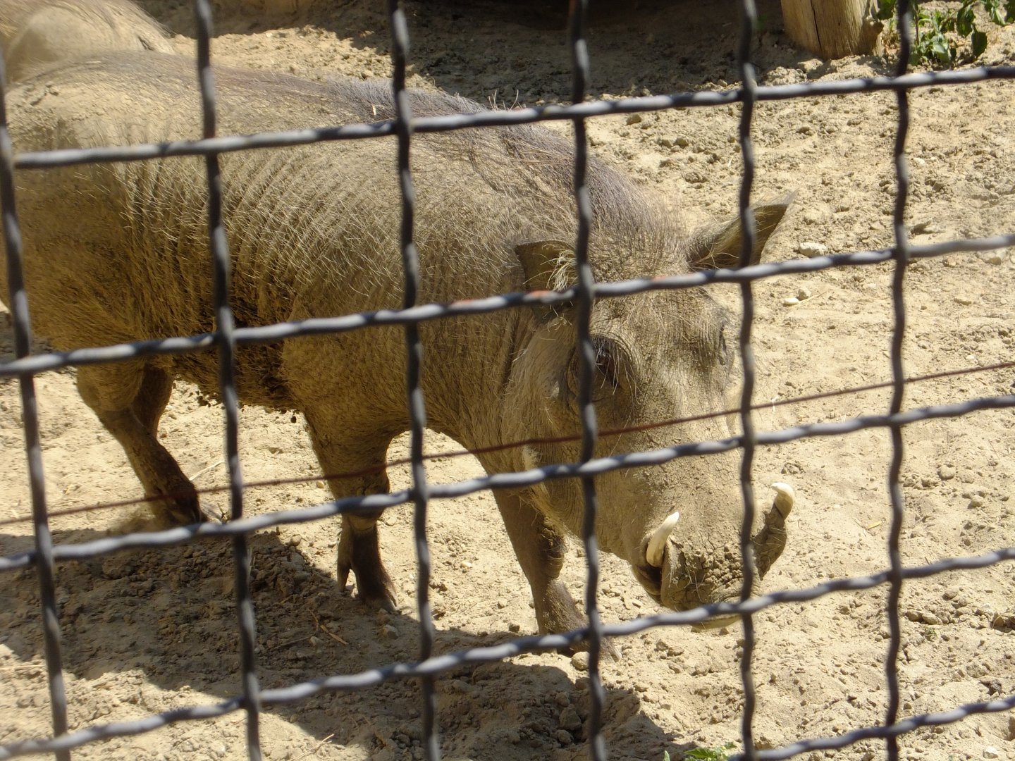 Warthog
